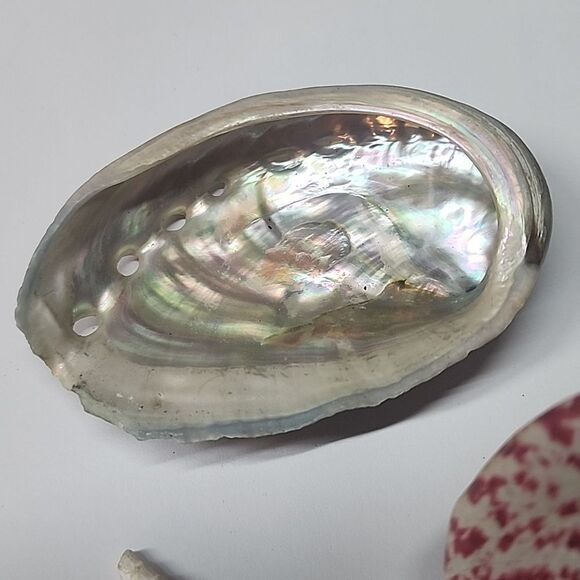 Unique Seashells Lot of 3 - Picture 3 of 7